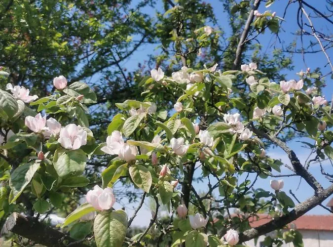 San Giorgio 게스트하우스 세라발레스크리비아